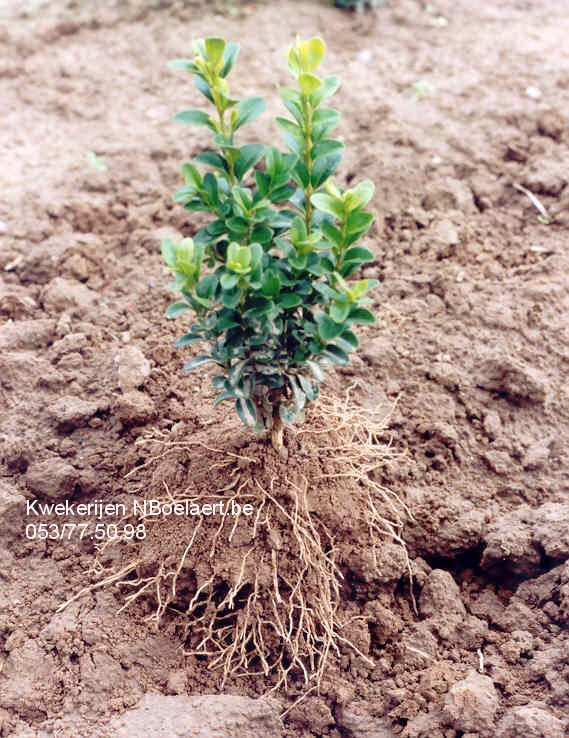 NBoelaert-ProduktenPlanten