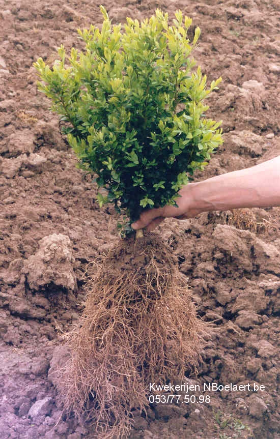 NBoelaert-ProduktenPlanten