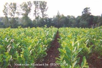 NBoelaert-ProduktenPlanten