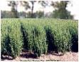 Planten Assortiment