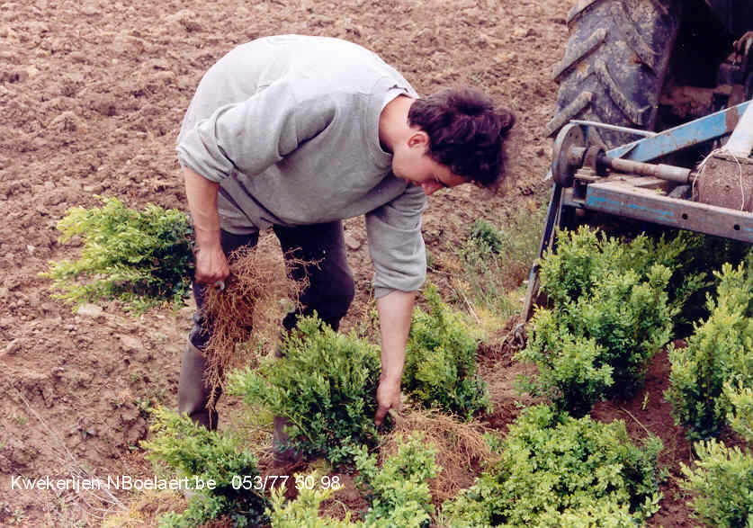 Haagplanten: Buxus