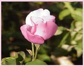 Rozen Assortiment