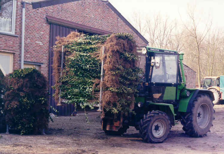 Haagplanten: Ligustrum