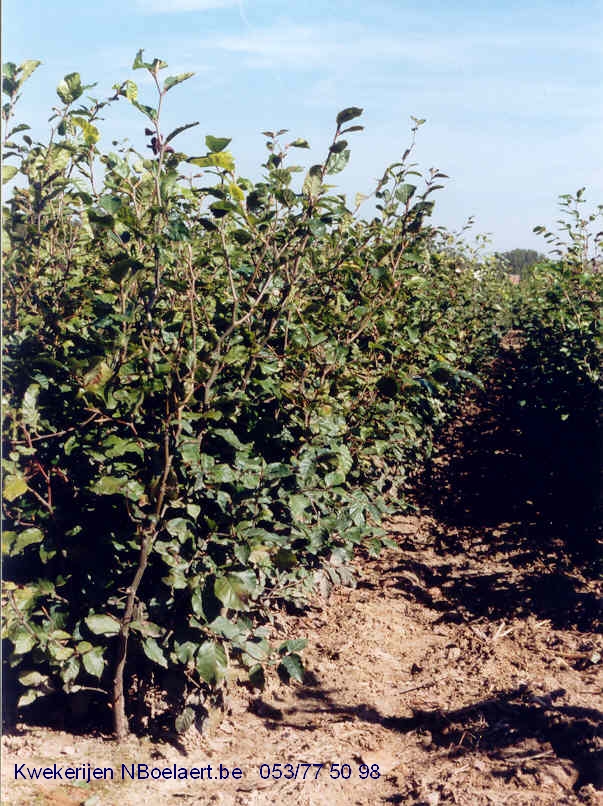 Haagplanten: Fagus Sylvatica-Groene Beuk