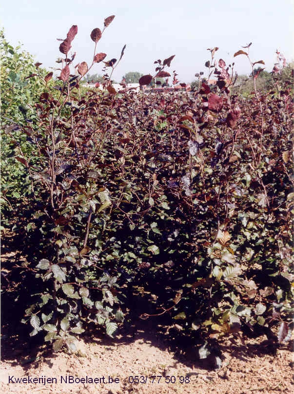 Haagplanten: Fagus Sylvatica - Rode Beuk